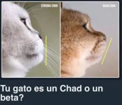 KieszonkowyChad92 - @DzikiJelonek: