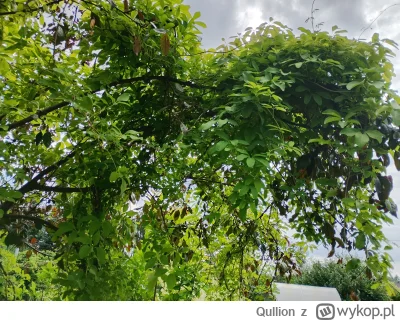 Qullion - @Qullion: akebia