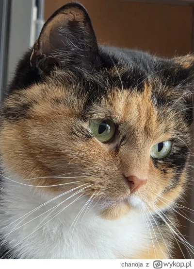 chanoja - #pokazkota #koty