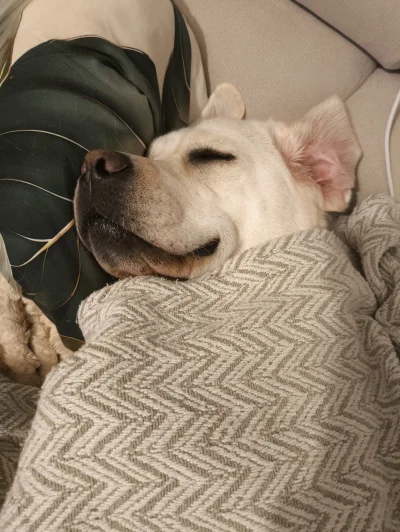 labla - Moja bestia odpoczywa po pogryzieniu dziecka, całonocnym wyciu i nasraniu pod...