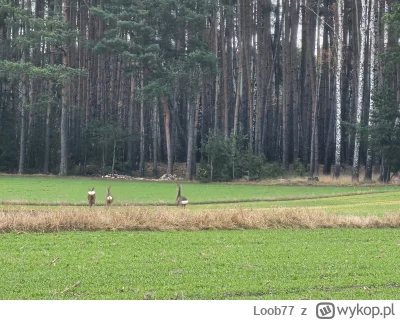 Loob77 - @kolorowy_monochrom też dzisiaj spotkałem