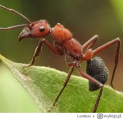 L.....n - Ehhh koliiedzy przyjaciele ehhhh
Jakby huop był mrówką to by mógł wejść w b...