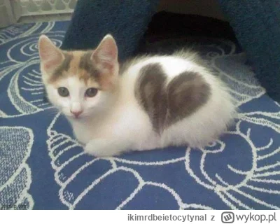 ikimrdbeietocytynal - @reqx: