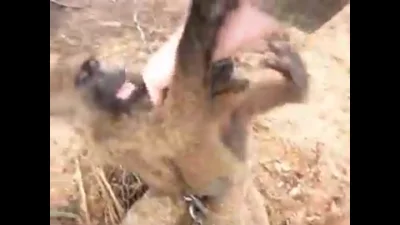 francis0440 - #kiszak