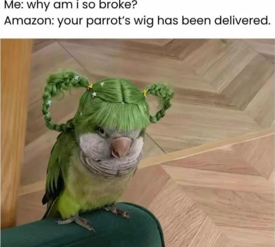 paczelok - #smiesznypiesek