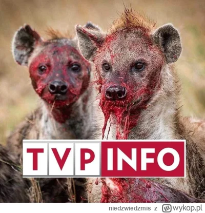 niedzwiedzmis - #bekazpisu #tvpis