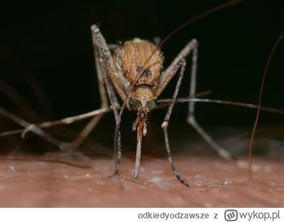 odkiedyodzawsze - #suchar
Starszy komar pyta młodego:
– I jak ci idzie nauka latania?...