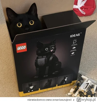 niewiadomocowscenariuszujest - #koty #kitku