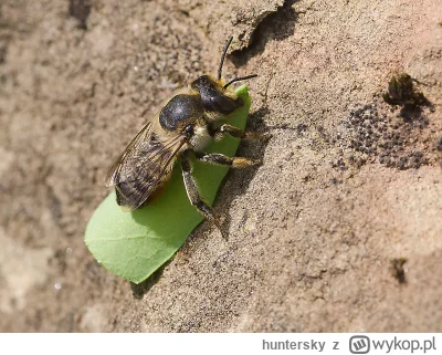 huntersky - @Lenalee Reddit przyszedł mi z pomocą. Najprawdopodobniej miałem gościa w...