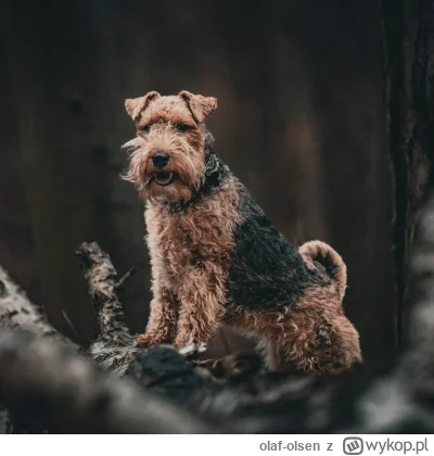 olaf-olsen - Mirki zapraszam na sesję fotograficzną z psem jeśli masz psa. Koszt to j...