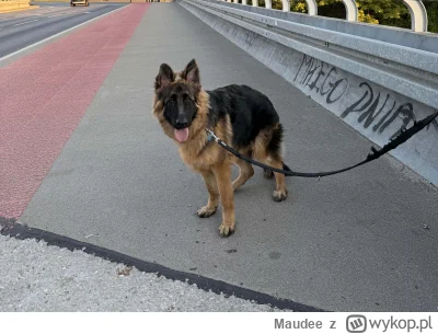 Maudee - trochę się opanujcie z tym antypsiarstwem, bo ja grzecznie chodzę z moim 8-m...
