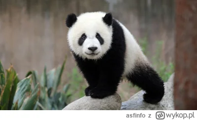 asfinfo - @czoda: albo pandy