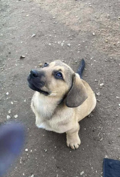 PiersiowkaPelnaZiol - #psy #adopcjazwierzat #zwierzeta

https://www.facebook.com/Fund...