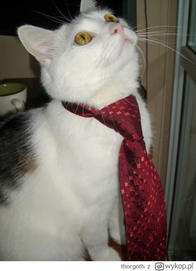 thorgoth - Nienawidze 2-godzinnych calli projektowych na których mam za zadanie robić...