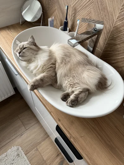 Anaboll - @oink_oink widzę, że to nie tylko mój tak na 😅