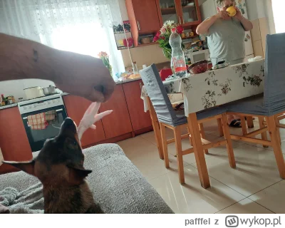 pafffel - Dla psa rapka