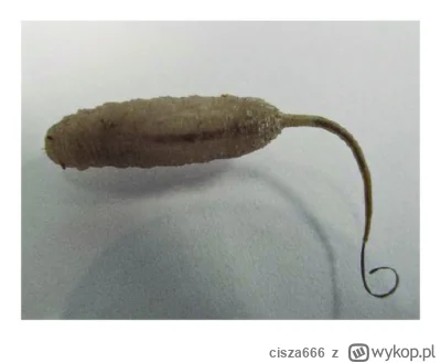 cisza666 - @Ins0maniaC: Larva of the rat-tailed maggot, Eristalis tenax, about 2.6 ± ...