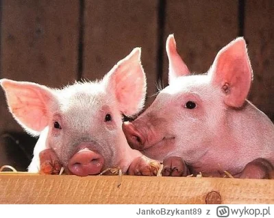 JankoBzykant89 - Na duńskim rynku warchlaka ceny zachowały ubiegłotygodniowy pułap. D...