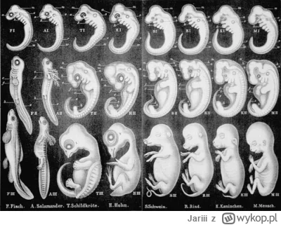 Jariii - Oj tam. Haeckel też kłamał w swoich rysunkach ( ͡° ʖ̯ ͡°) I do dziś jest sła...