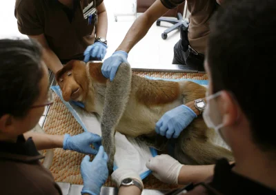 onomatopejusz - @Yuri_Yslin 
Przeciez to zwykle nosacze, które by tak wyglądały jakby...