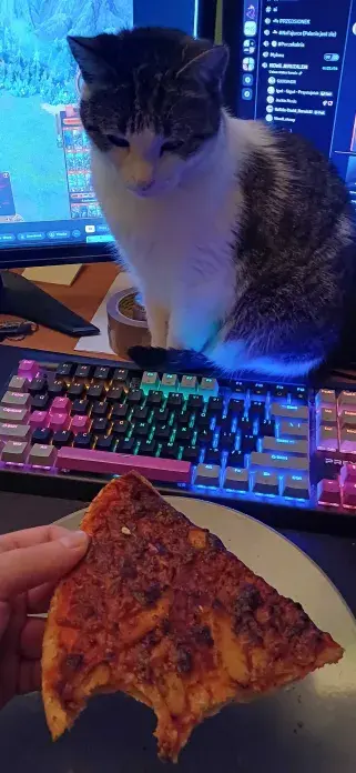 flying_bread - Człowiek daj troche 乁(♥ ʖ̯♥)ㄏ
#koty #kitku #pokazkota #kot