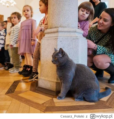 Cesarz_Polski - #kotekwrocek #wroclaw