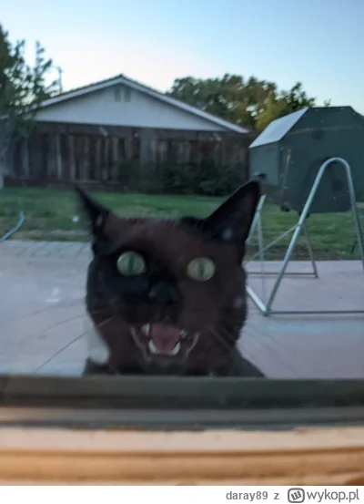 daray89 - #codziennykotopetany #dziwnekotki