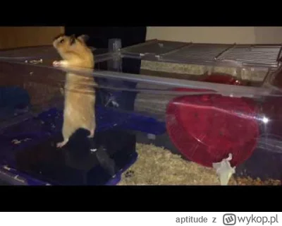 aptitude - W sumie? To nigdy nie pomyślałem, że będę w japońskiej telewizji przez cho...