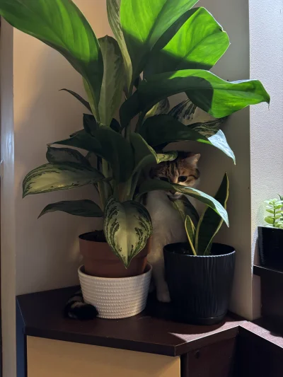 wybryk_natury - Bruno in the jungle 
#pokazkota #brunofanclub