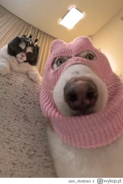 pan_dudzian - Dobra kutafony, wyskakiwać ze smaczków

#heheszki #gownowpis #zwierzacz...