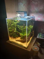 Anoncio2111 - Czy rybom wolno plusa?
SPOILER