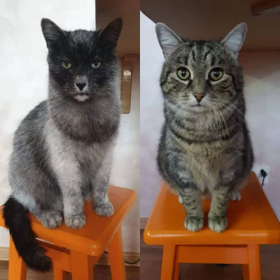 wankstain - czasem tęsknię za moimi kotkami [*]
#pokazkota #koty