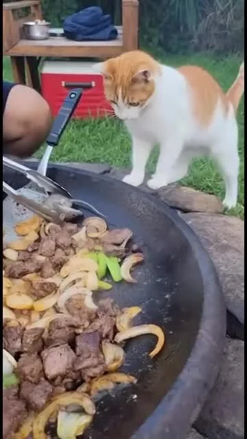 Piotrek7231 - Kitku przynosi w kupne na grilla (。◕‿‿◕。)