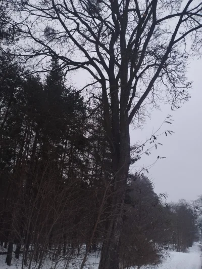 SmutnyScrollownik - @SmutnyScrollownik: