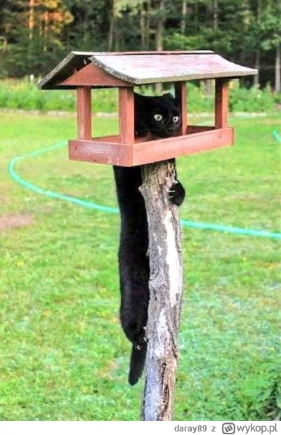 daray89 - #codziennykotopetany #dziwnekotki