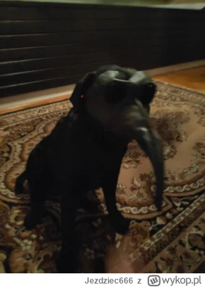 Jezdziec666 - Mirki, to chyba psomar ( ಠ_ಠ)

#heheszki #smiesznypiesek #humorobrazkow...