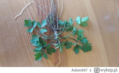 Adom007 - Co to jest za roślina?
#ogrodnictwo #pytaniedoeksperta