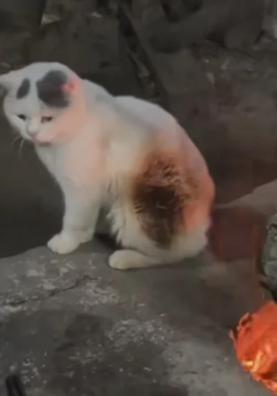 Besalama - Marshmallow xD
#kitku #heheszki