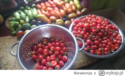 Niewiemja - Ostatni zbiór #pomidory #ogrodnictwo #uprawiajzwykopem #domowasuszarnia