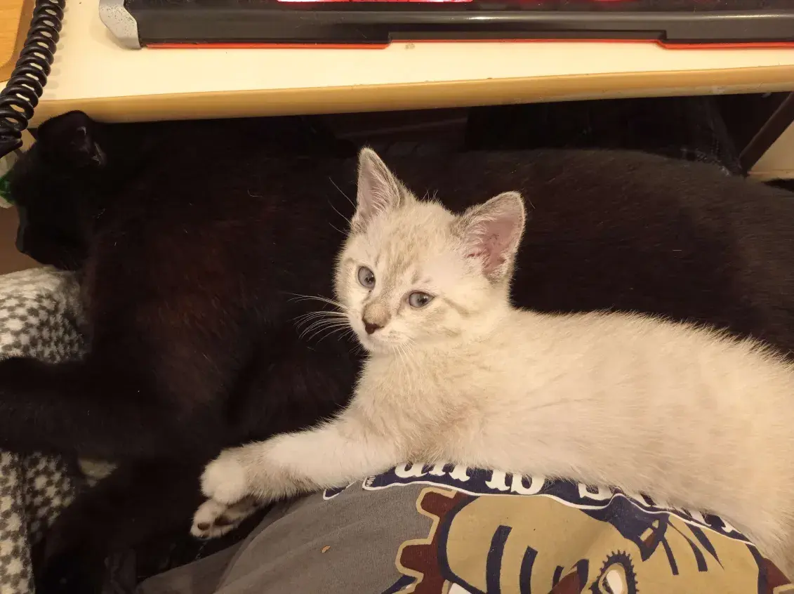 MaszBaboTalerz - #pokazkota
spaćku time na bebzonie