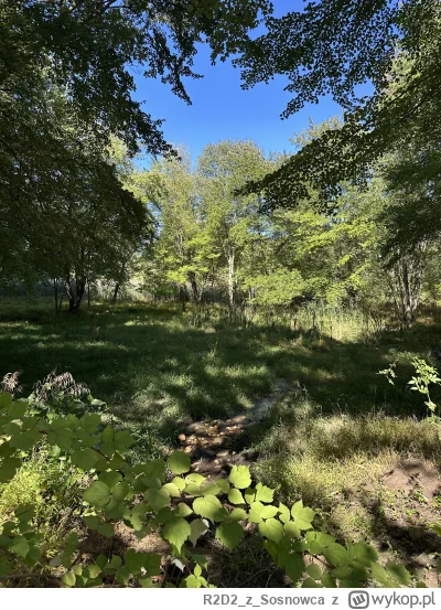 R2D2zSosnowca - @R2D2zSosnowca: bagienko październikowe