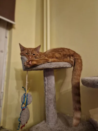 GabrielOcello - Kitku leci na rekord Guinnessa z długością ogona :D najdłuższy ogon z...