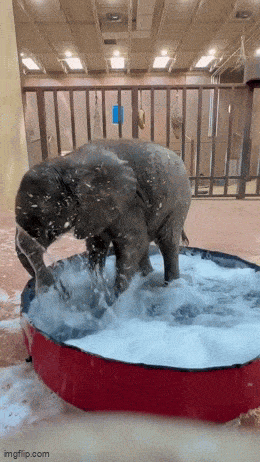 wfyokyga - Słonik już po kąpieli i nikt się z nim nie kąpał?