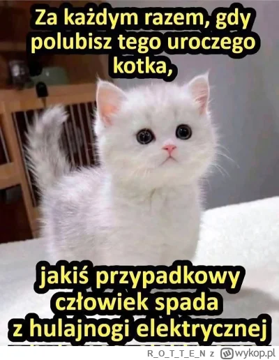 ROTTE_N - #heheszki #koty