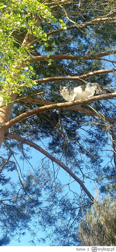 Satos - #kotdrzewny #pokazkota
Drabina dostała dodatkowe zastosowanie ( ͡° ͜ʖ ͡°)