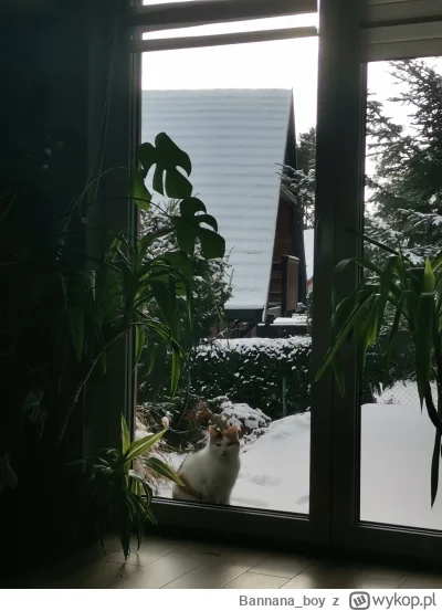 Bannana_boy - Właśnie kulturalnie czeka żeby wpuścić go do domu bo był po porannym ob...