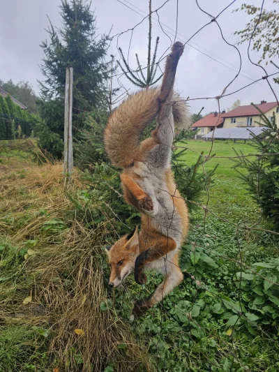 wscieklykabanos - CZUOWIEK POMUSZ!

Interwencja strażaków z JRG 2 w Dębicy oraz druhó...