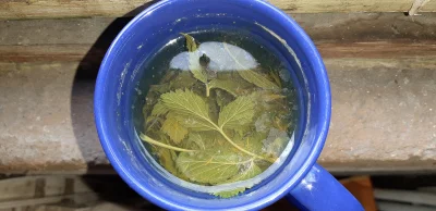 KollA - Kwiatki mniszka i listki maliny, smakuje podobnie do zielonej herbaty, szczeg...
