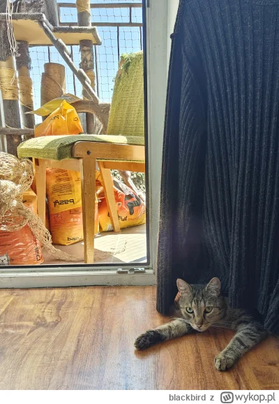 blackbird - coraz śmielej puszczam go na te spacery samopas, w czwartek wysylam film,...