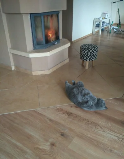 jmuhha - Kurde ciekawe czy przypalony kitku się zregenerował i czy żyje xDDD